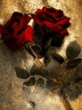 浪漫玫瑰2