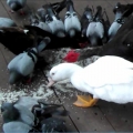 鴨子和鴿子吃米 - YouTube