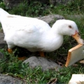 鴨子吃麵包 - YouTube