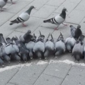 鴿子吃米 - YouTube
