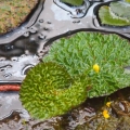 花東金針花之行