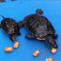 烏龜吃零食 - YouTube