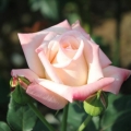 玫瑰花世界