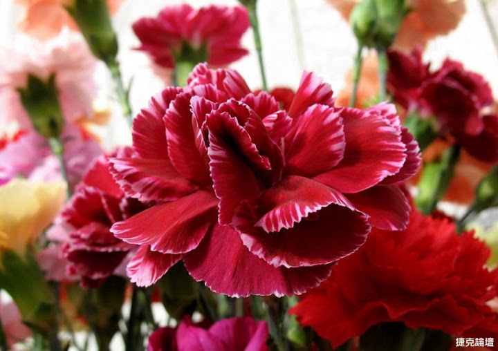 carnations-flower-2.jpg