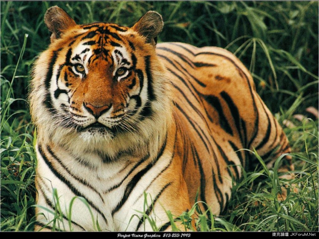 wild-27_BengalTiger.jpg