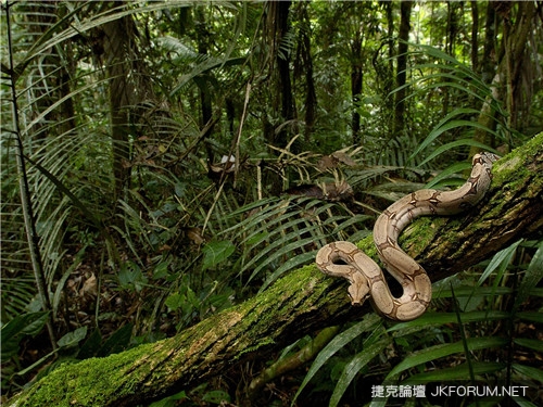 你知道嗎：從臥室就可以判定你“小寶貝”的外觀