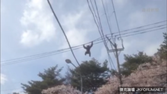 仙台動物園黑猩猩逃走中大騷動！