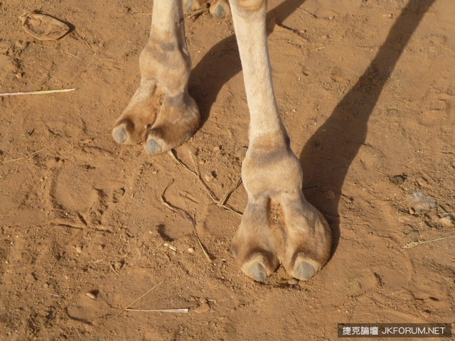 The-real-camel-toe.jpg