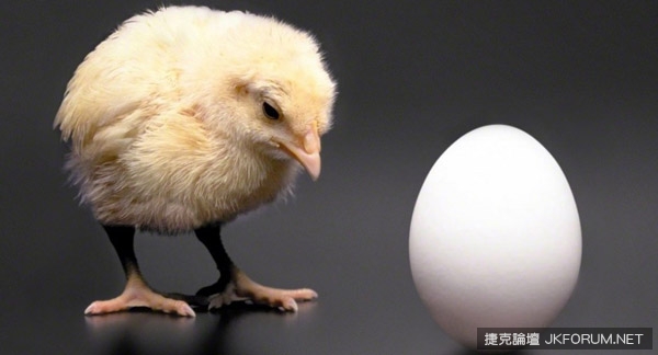 終於不用再爭論「先有雞還是先有蛋」，科學家有答案了！