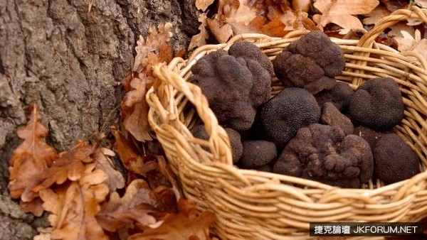 《世界最貴熱狗堡》關鍵是這黏稠米黃液體！