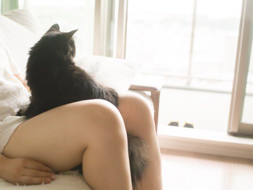 《貓咪與大腿》青山裕企攝影展！到底該看美腿還是該看貓？