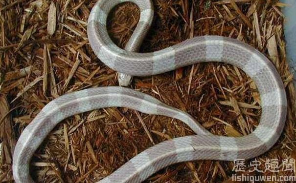 世界上毒性最強的毒蛇是什麼蛇 世界不可思議 Jkf 捷克論壇