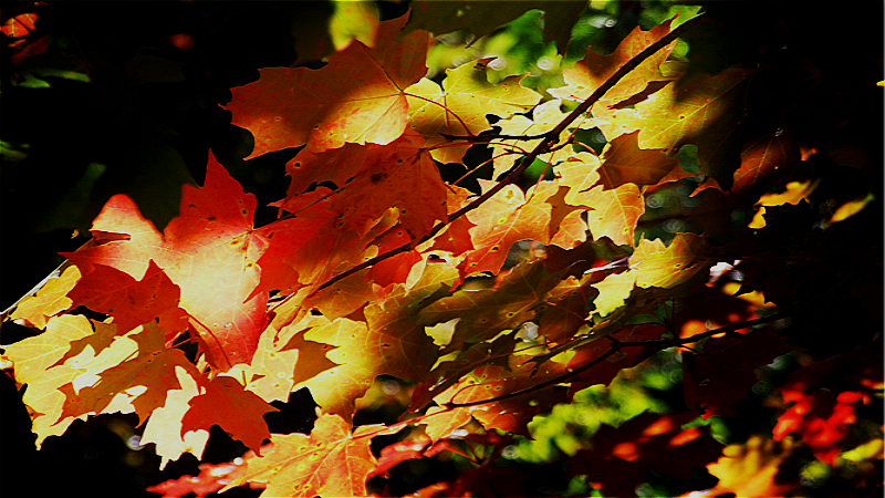 autumn-leaves.jpg