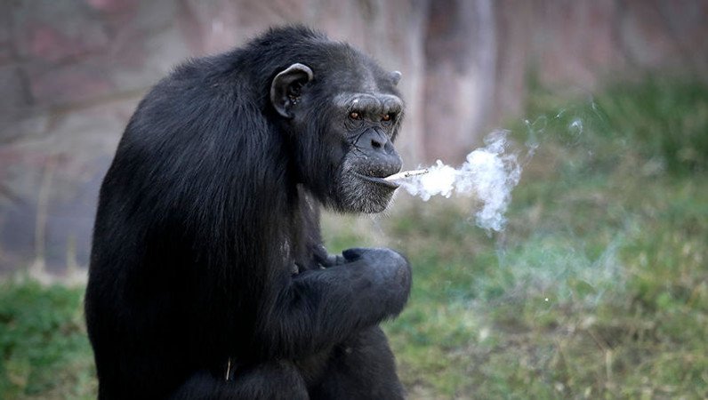 smoking-chimp-1.jpg