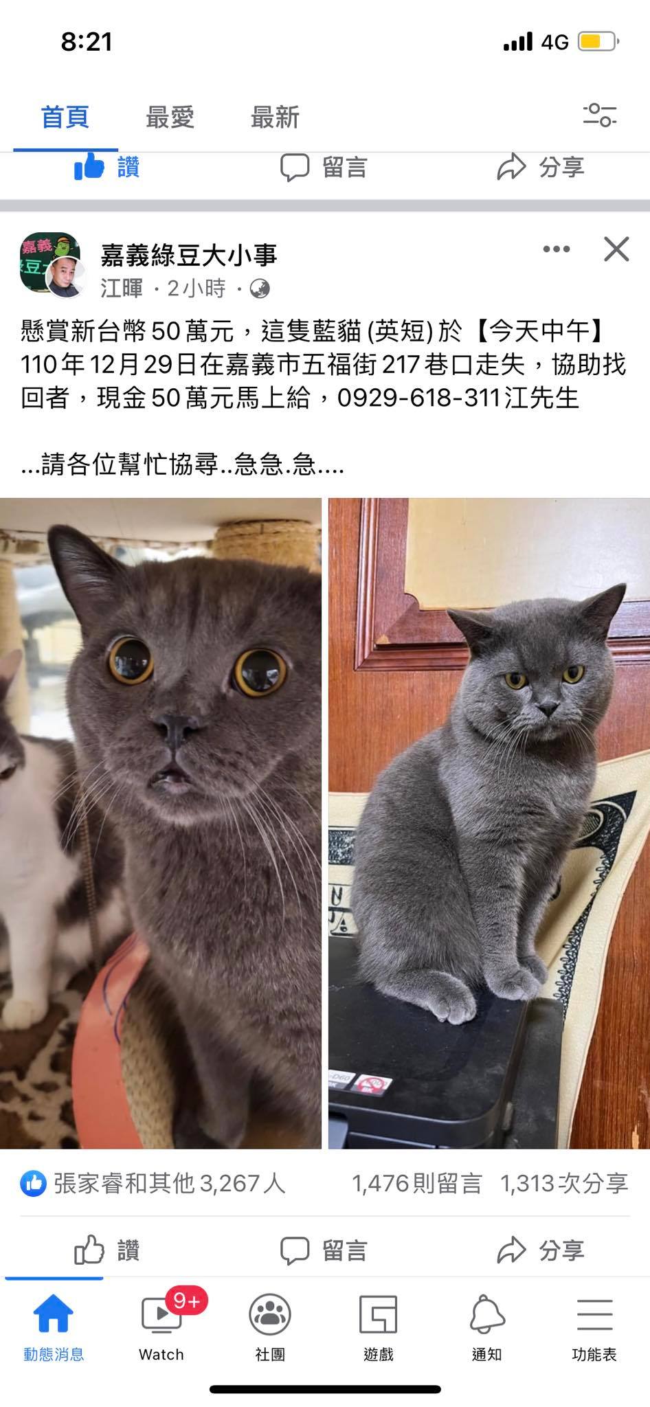 嘉義走失貓懸賞金50萬引起關注　「巨乳飼主」曝光更讓網友暴動