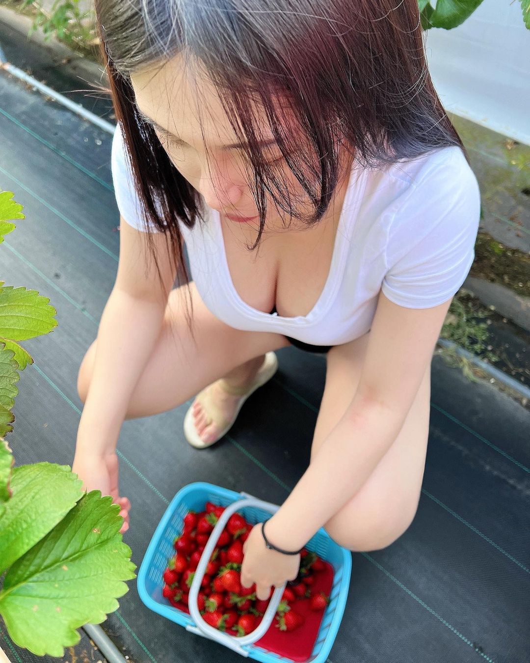 「長髮巨乳正妹」席地採草莓！豐滿雙球＋白嫩美腿讓人口水狂流！
