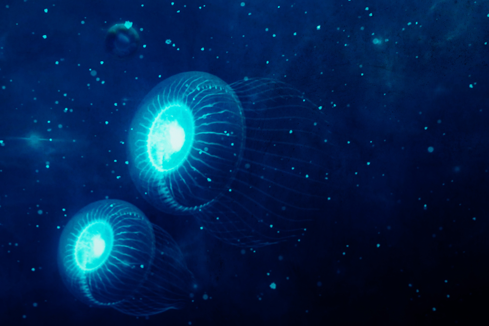「微光漂流」帶你感受發光水母的魅力.jpg