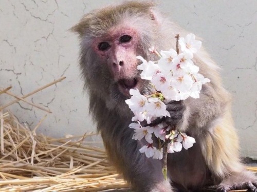 日本超長壽42歲獼猴 榮登世界金氏紀錄