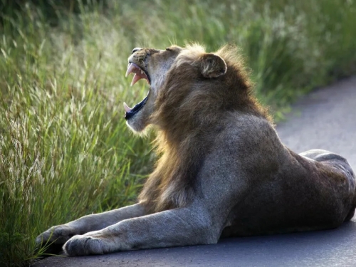 研究：人類遠比獅子恐怖 非洲野生動物聽到人聲逃更快