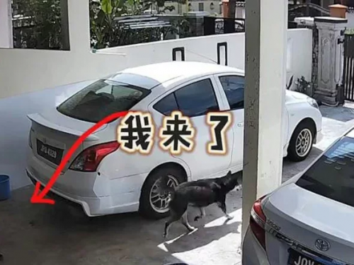 主人不在家！他從監視器見愛犬「1窩心舉動」 網讚爆：靈犬萊西