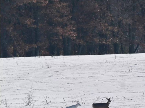 1/30000的機會！2頭罕見「白化鹿」漫步雪地 攝影師驚艷