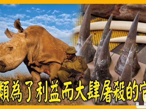 人類為了利益而被傷害的三種動物，纍纍血債如何償還？