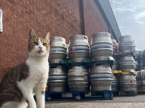 飼主傻眼!英國這隻貓2度逃家 竟都到53公里外釀酒廠