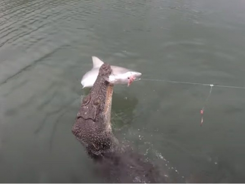 釣魚遇上「池中之王」上鉤　他一看對手秒逃：我不要了