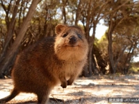 萌到讓人難以招架！超可愛動物「短尾矮袋鼠 Quokka」