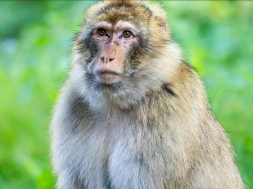 猴子靠豬腎活了兩年