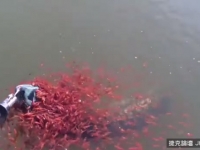 媽媽我們來救你！蛇頭魚被釣起　魚寶寶團結大對抗