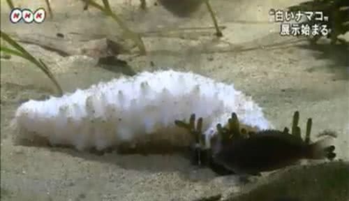 日水族館展出白色海參 長20公分極為罕見