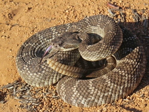 如何讓響尾蛇「放鬆警戒」？科學家重大發現意外