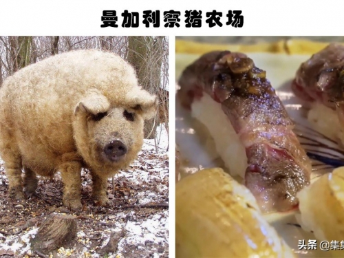 奇怪的農場：真實存在世界上的5個飼養著奇怪動物的農場