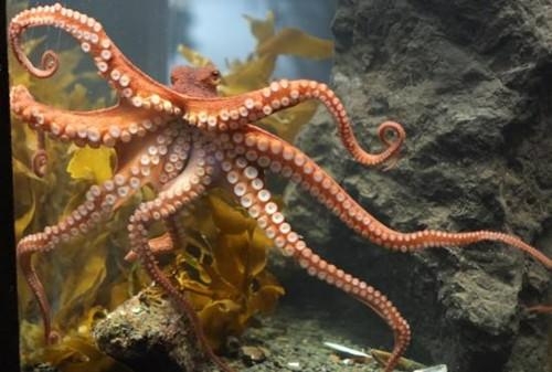 章魚有外星基因？科學家認為它們可能在地球早期來自外太空