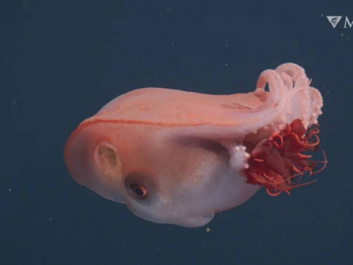 40年僅見4次！深海「七腕章魚」現蹤 雄性斷腕求愛秘密曝光