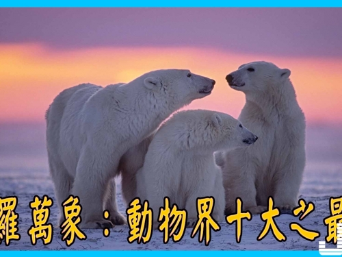 森羅萬象：動物界十大之最！