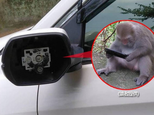 飛鳳山上獼猴攬鏡自照 愛車後照鏡卻慘了