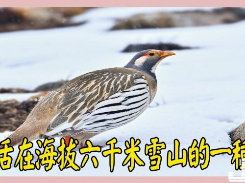 海拔六千米的雪山上還生活著一種雞，而且普遍長得還很肥