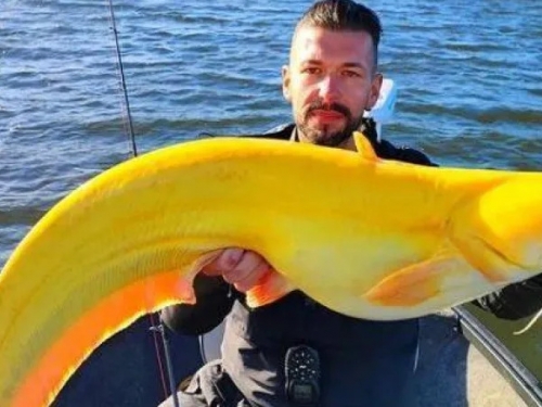 搜奇／職業釣客湖泊釣到「金黃巨鯰」 專家揭詭異模樣：基因突變