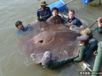 發現世界最大淡水魚！　湄公河捕獲360公斤魔鬼巨魟