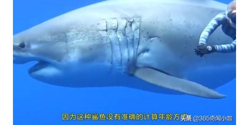 被死神遺忘的鯊魚，從明朝活到現在，現512歲！科學家都難以解釋
