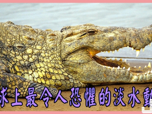 地球上11大最令人恐懼的淡水動物，食人魚第九，尼羅鰐第一