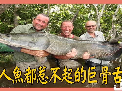 這種魚的鱗片像金屬一樣堅硬，食人魚也咬不動它們的肉！