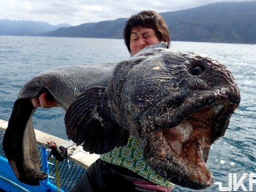 日本漁民在福島海域捕到200公分長奇醜巨型怪魚！