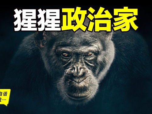 黑猩猩的政治：比人類更擅長政治的動物……|自說自話的總裁
