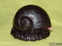 移動磁極鱗角腹足蝸牛...根本深海萬磁王