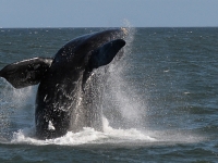 BBC: 世上最胖的動物不是河馬 不是藍鯨 而是牠 脂肪佔體重的50%