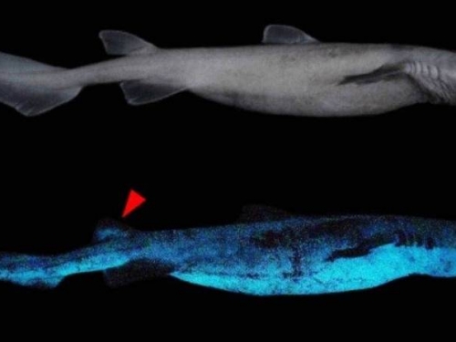 深海夜明珠！3種「自體發光」鯊魚 紐西蘭現蹤