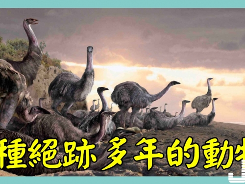 5種絕跡多年的動物，第3種於2018年宣告滅絕